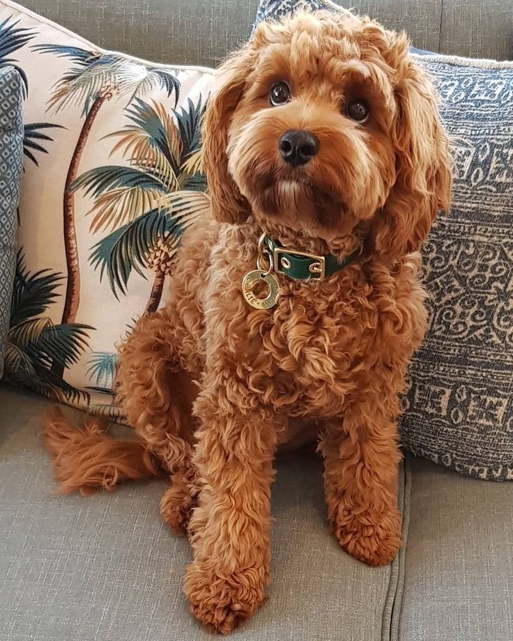 Goldendoodles: How To Take Care Of Their Coat