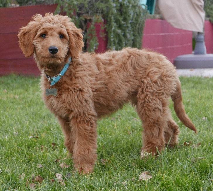 How to tell what a Goldendoodle will look like Poodles 2 Doodles, Sheepadoodle and Bernedoodle breeder from Iowa