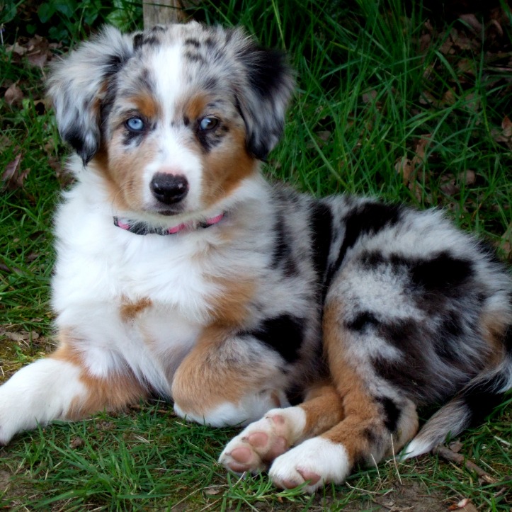 Australian Shepherd Grooming: How to Care for Your New Pup